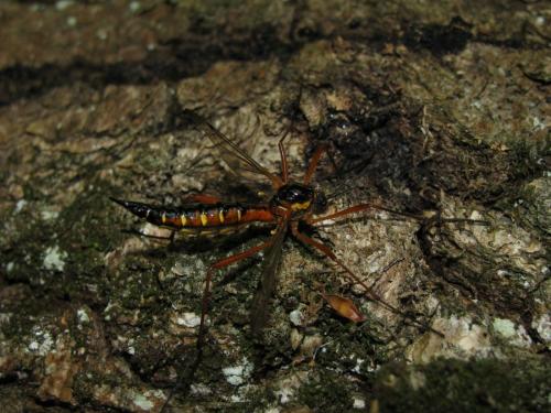 Ctenophora pectinicornis