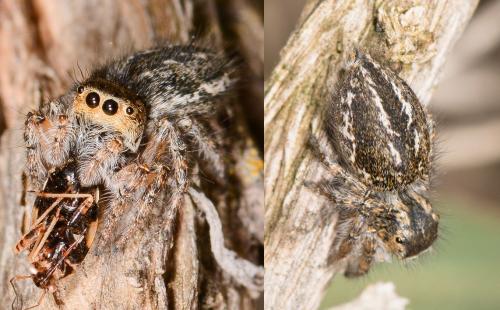 Mogrus neglectus
