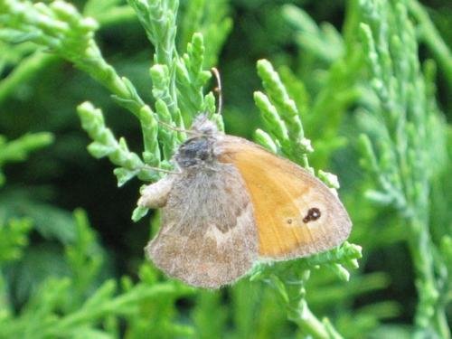 Réf. 119 285 : Coenonympha pamphilus
