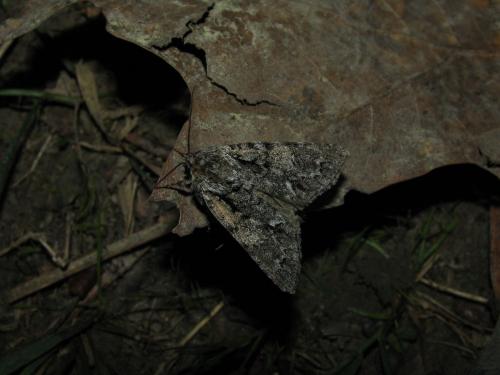 Acronicta auricoma