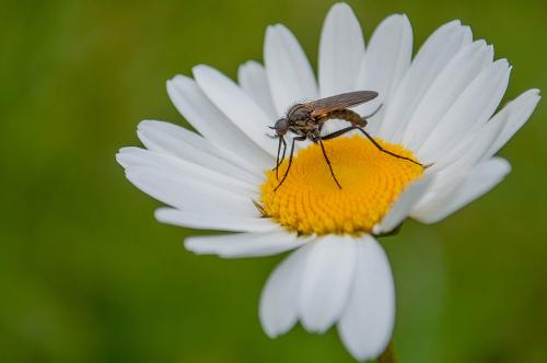 Empis sp.
