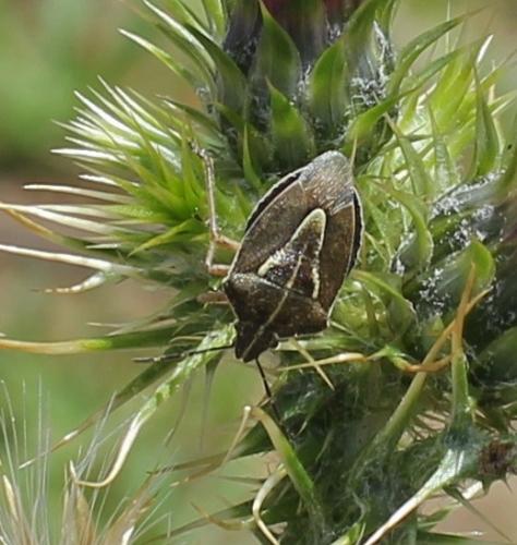 Réf. 119 064 : Eudolycoris alluaudi