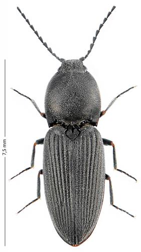 Paracardiophorus musculus