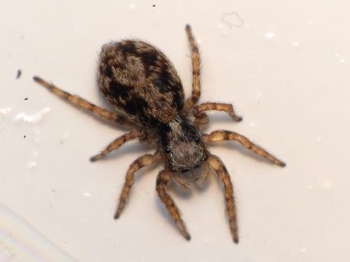 Pseudeuophrys lanigera