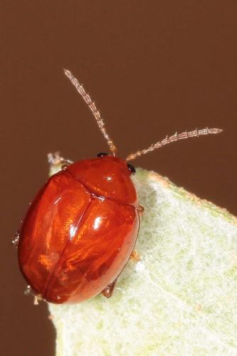 Réf. 119 571 : Sphaeroderma rubidum