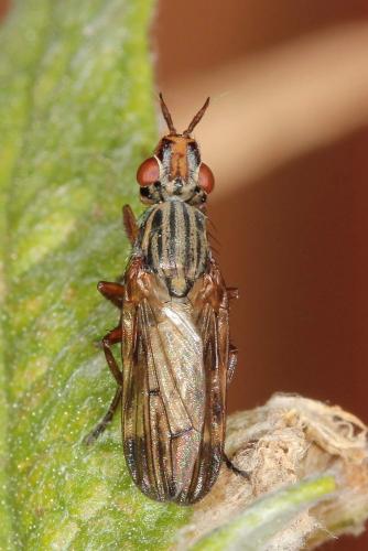 Dorycera graminum