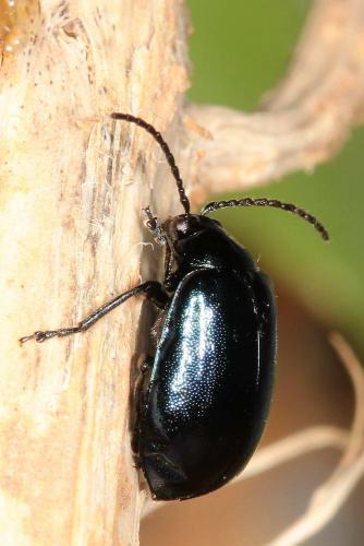 Réf. 119 572 : Agelastica alni