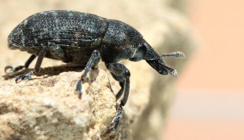 Réf. 119 726 : Larinus turbinatus