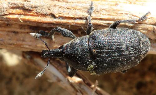 Réf. 119 725 : Larinus turbinatus