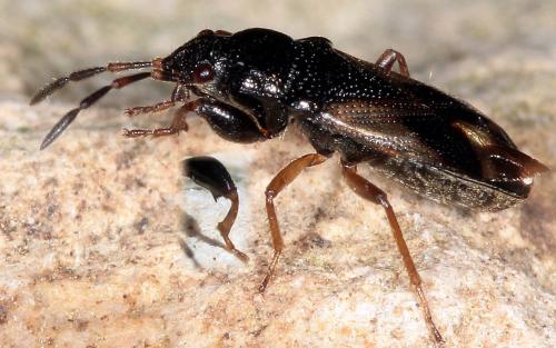 Megalonotus praetextatus