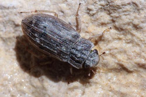 Helophorus alternans