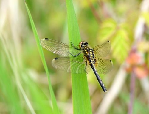 Leucorrhinia albifrons