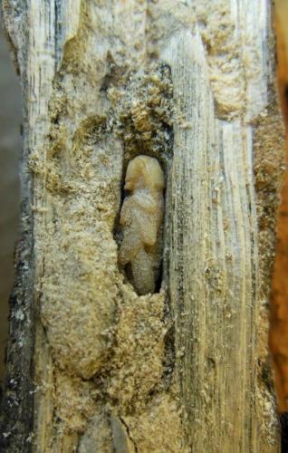 Xylotrechus stebbingi