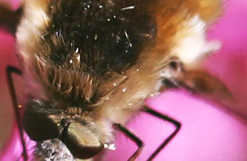 Bombylius sp.