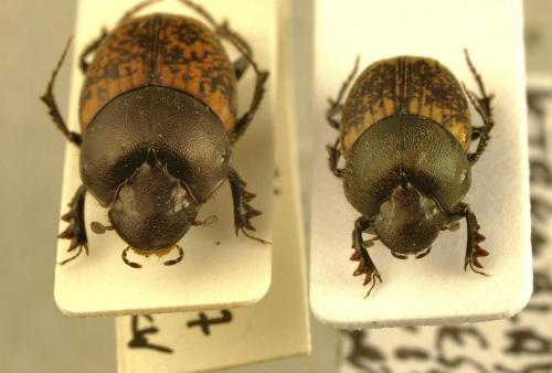 Onthophagus sp.