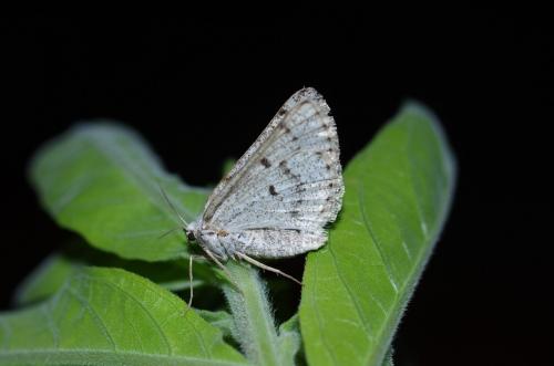 Réf. 119 803 : Dyscia fagaria