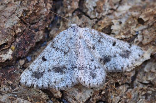 Réf. 119 821 : Dyscia fagaria