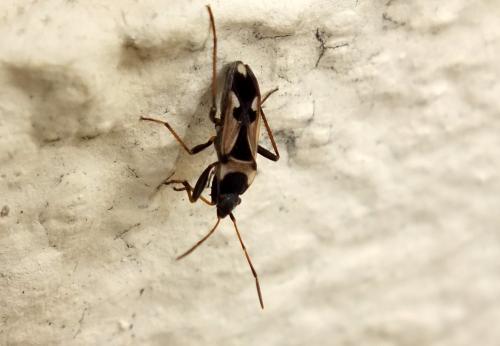 Réf. 119 859 : Raglius confusus