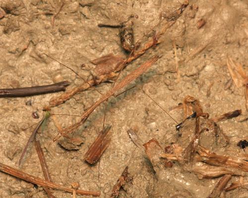 Réf. 119 841 : Metapterus linearis