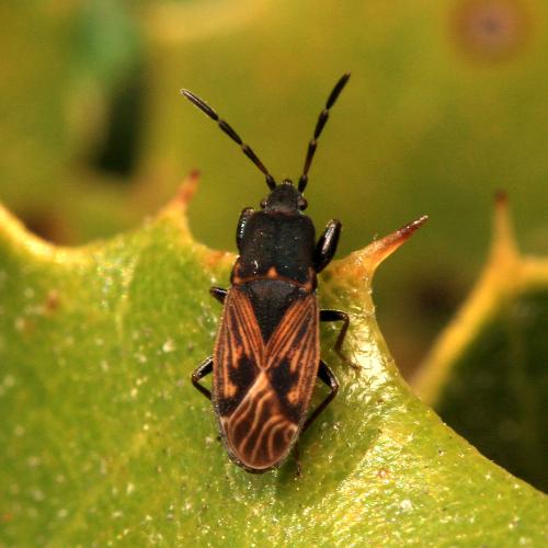 Réf. 119 467 : Icus angularis