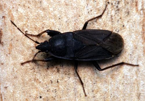 Réf. 119 759 : Neurocladus brachiidens
