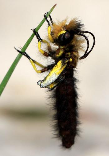 Libelloides sp.
