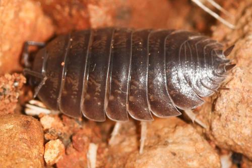 Réf. 119 872 : Porcellio laevis