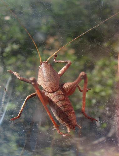 Réf. 119 568 : Thyreonotus corsicus corsicus