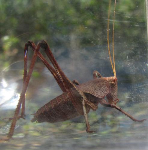 Réf. 119 569 : Thyreonotus corsicus corsicus