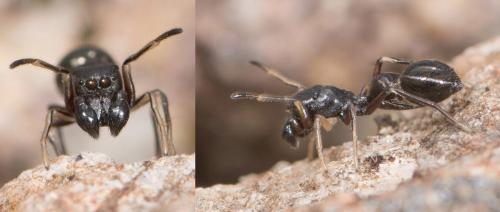 Leptorchestes sp.