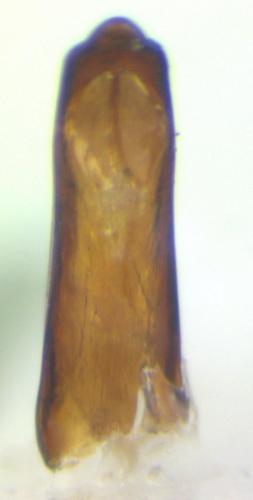 Leiodes cinnamomea