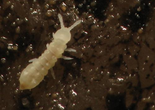 Onychiurinae