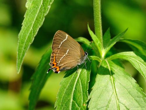 Réf. 119 566 : Satyrium w-album