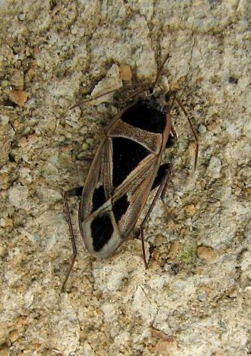 Réf. 119 016 : Xanthochilus minusculus