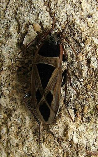 Réf. 119 017 : Xanthochilus minusculus