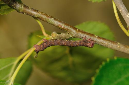 Lycia hirtaria