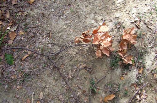 Réf. 119 960 : Axinopalpis gracilis