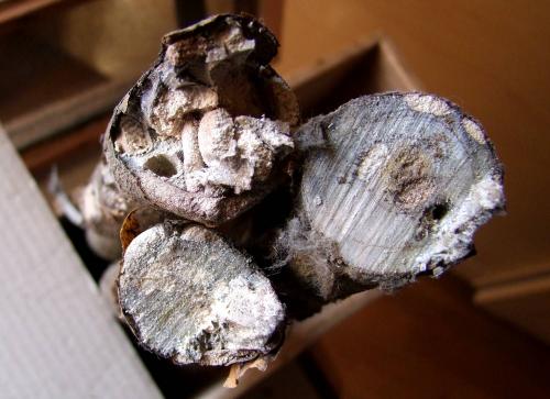 Xylotrechus stebbingi