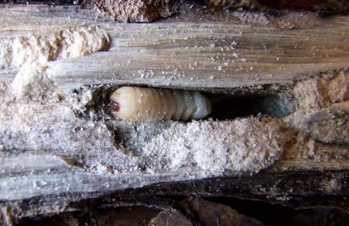 Réf. 119 507 : Xylotrechus stebbingi