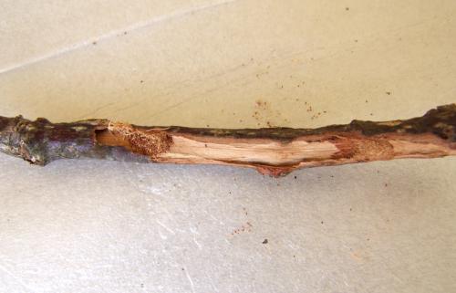 Réf. 119 962 : Axinopalpis gracilis