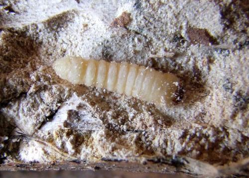 Xylotrechus stebbingi