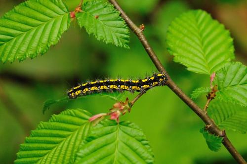 Callimorpha dominula