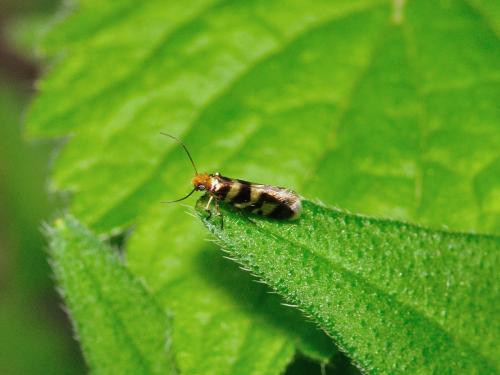 Micropterix rothenbachii