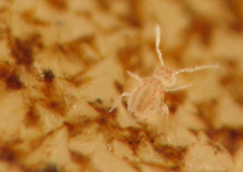 Arrhopalites sp.