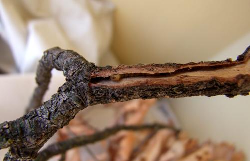 Réf. 119 963 : Axinopalpis gracilis