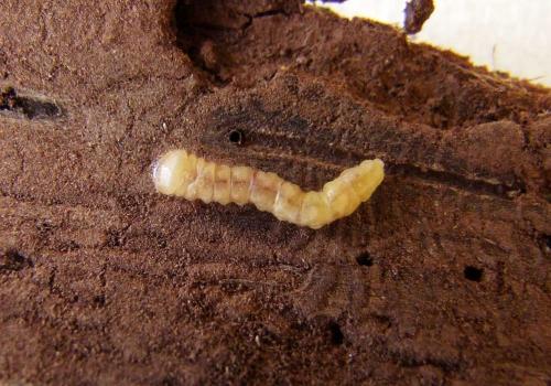Réf. 119 964 : Axinopalpis gracilis