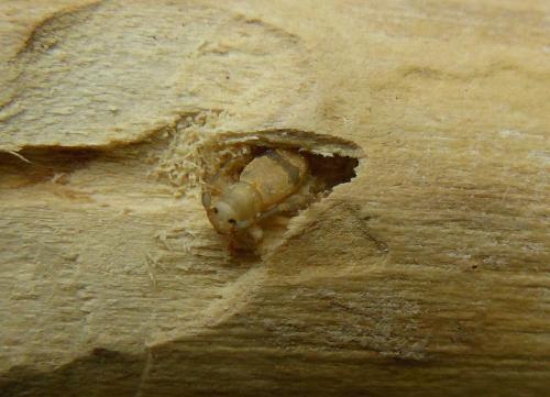 Réf. 119 056 : Parmena unifasciata