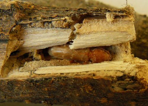 Xylotrechus stebbingi