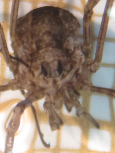 Rilaena triangularis