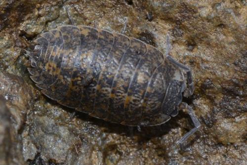 Porcellio montanus